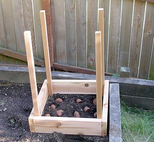 Plantando batatas em pequenos espaços